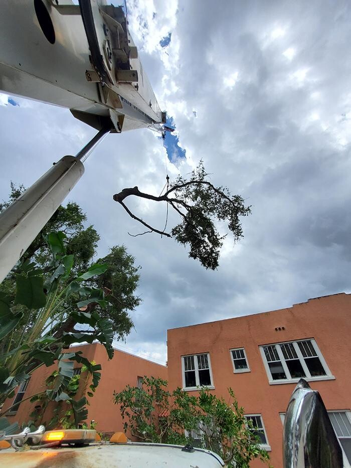 Images Greater Bay Area Tree & Arborist Services