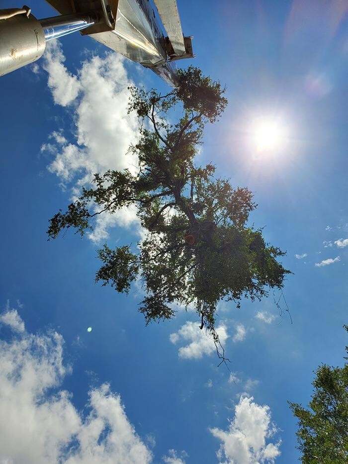 Images Greater Bay Area Tree & Arborist Services