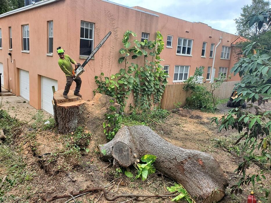 Images Greater Bay Area Tree & Arborist Services