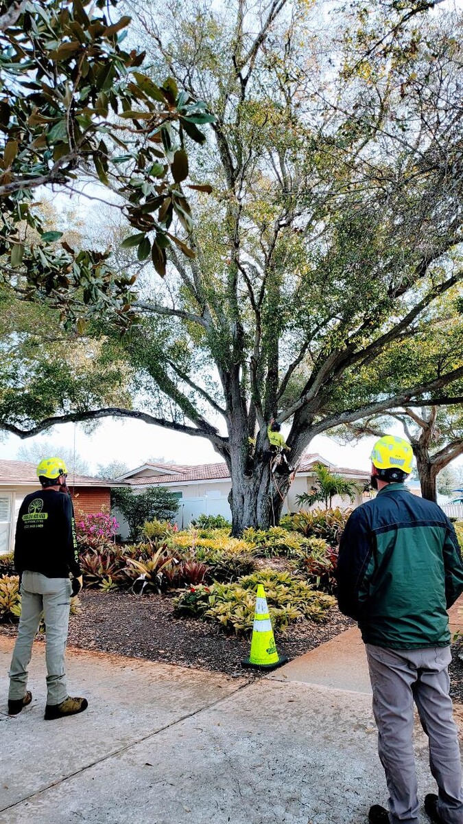 Images Greater Bay Area Tree & Arborist Services