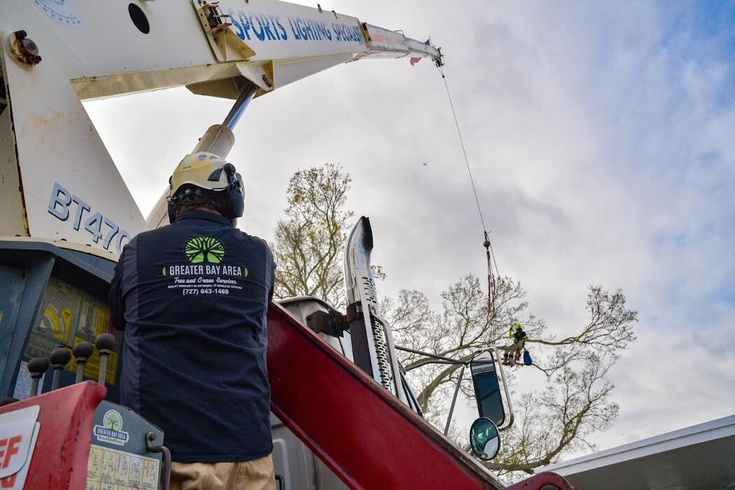 Images Greater Bay Area Tree & Arborist Services