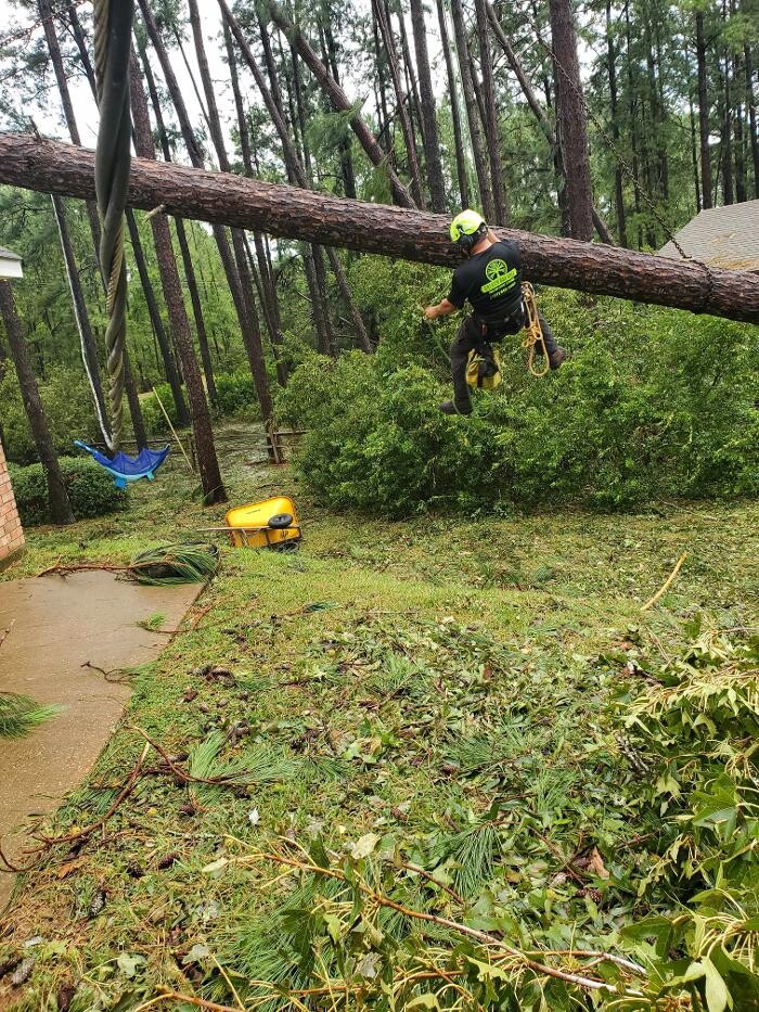 Images Greater Bay Area Tree & Arborist Services