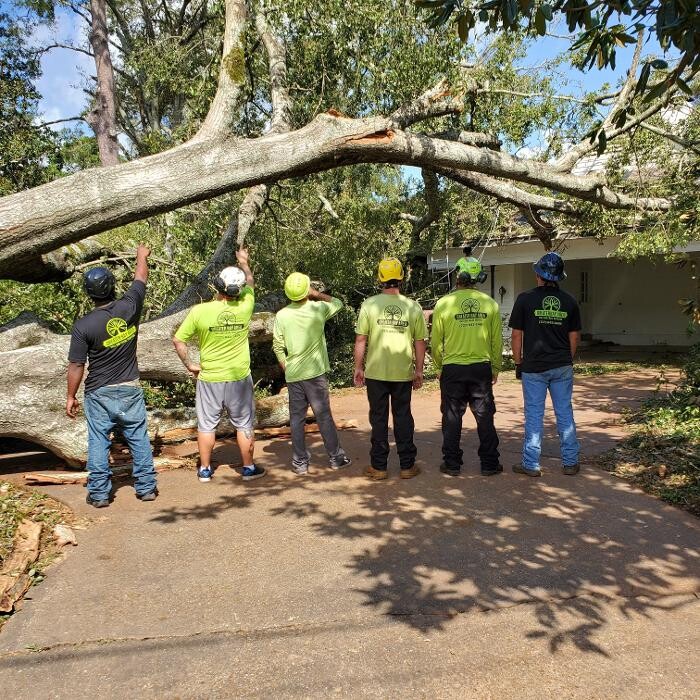 Images Greater Bay Area Tree & Arborist Services