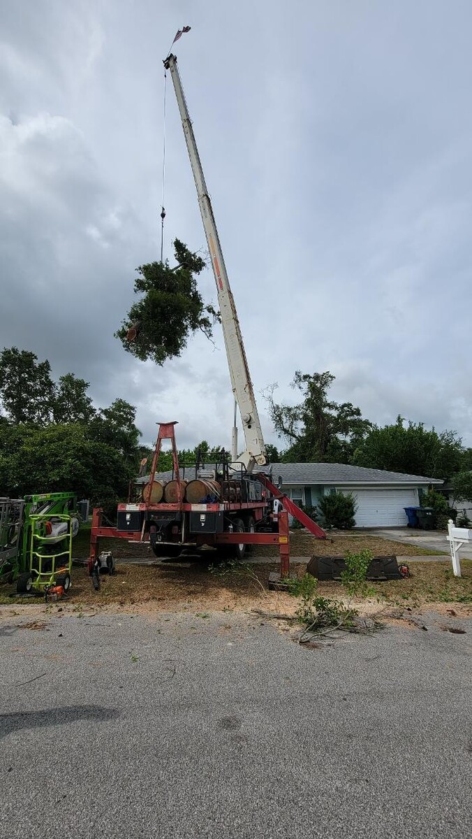 Images Greater Bay Area Tree & Arborist Services