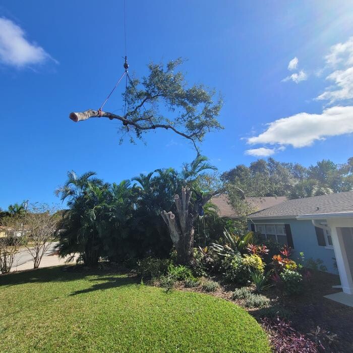 Images Greater Bay Area Tree & Arborist Services