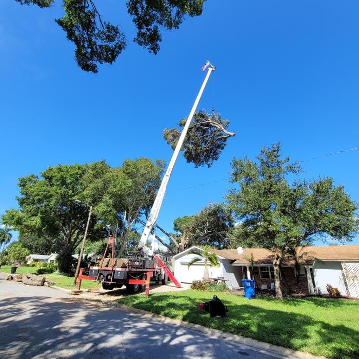 Images Greater Bay Area Tree & Arborist Services