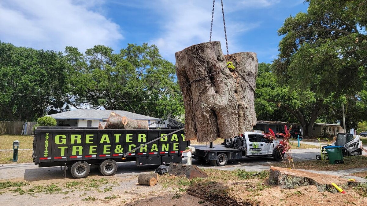 Images Greater Bay Area Tree & Arborist Services