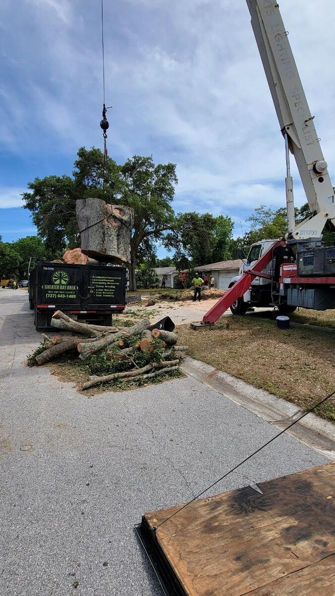Images Greater Bay Area Tree & Arborist Services