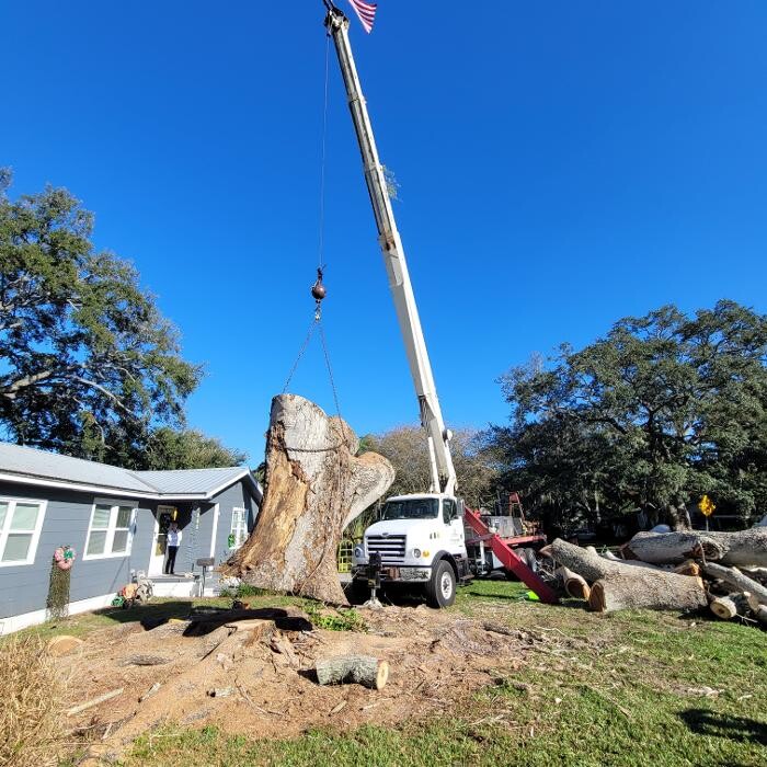 Images Greater Bay Area Tree & Arborist Services