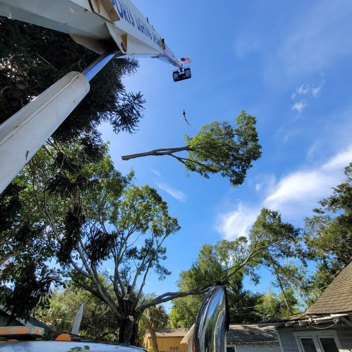 Images Greater Bay Area Tree & Arborist Services