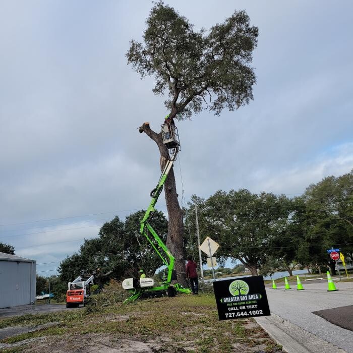 Images Greater Bay Area Tree & Arborist Services