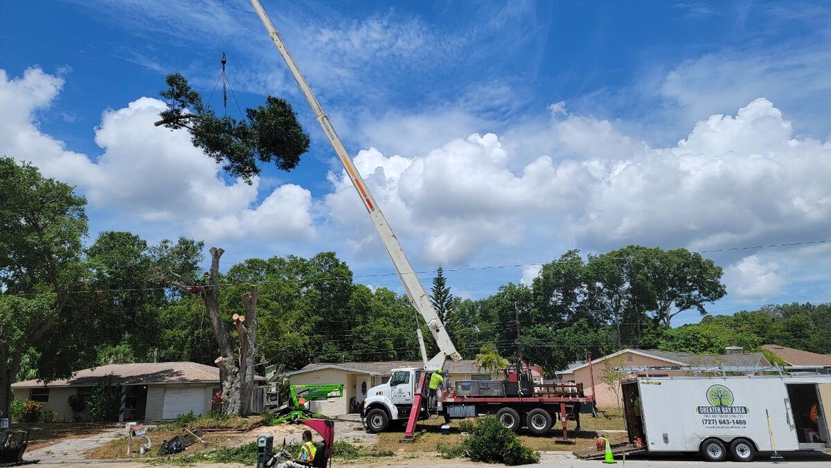 Images Greater Bay Area Tree & Arborist Services