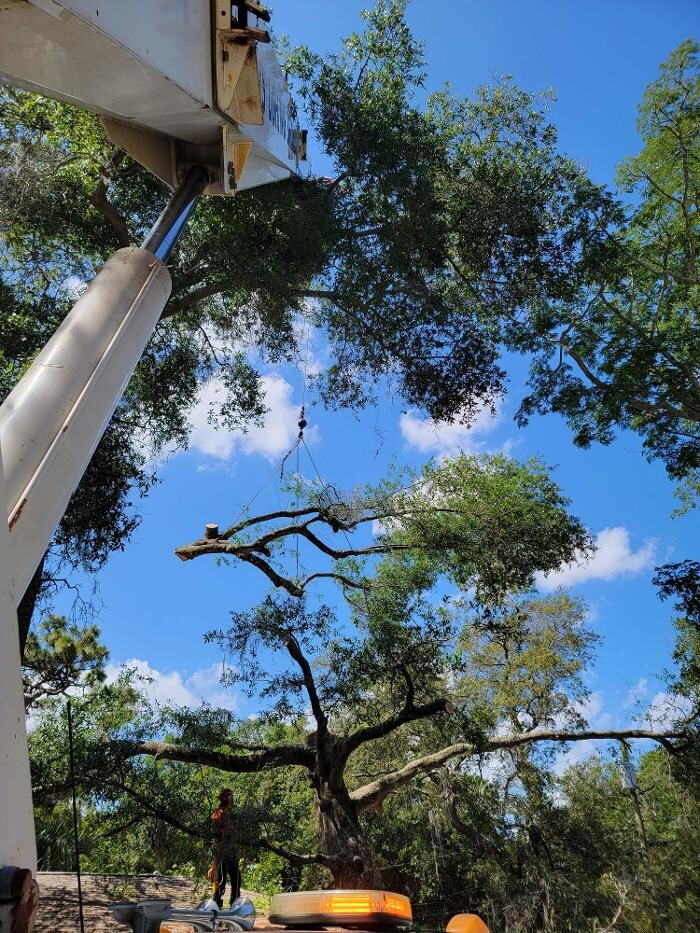 Images Greater Bay Area Tree & Arborist Services