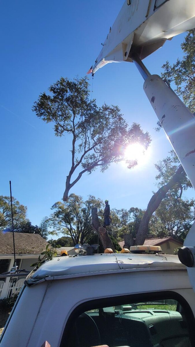 Images Greater Bay Area Tree & Arborist Services