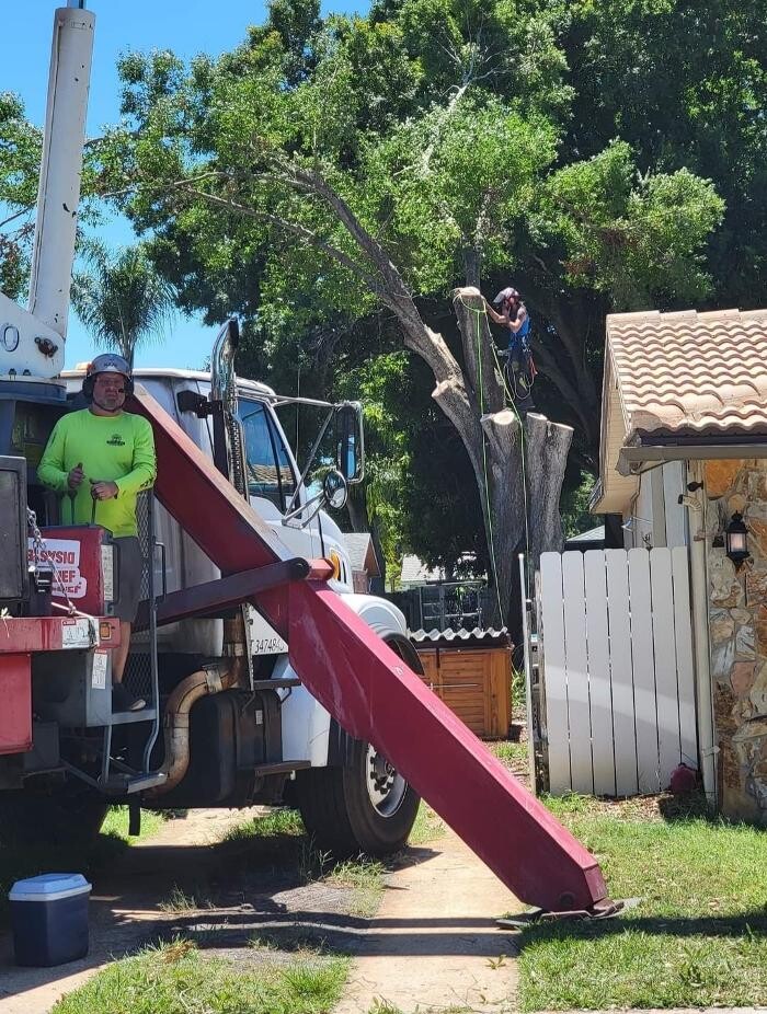 Images Greater Bay Area Tree & Arborist Services