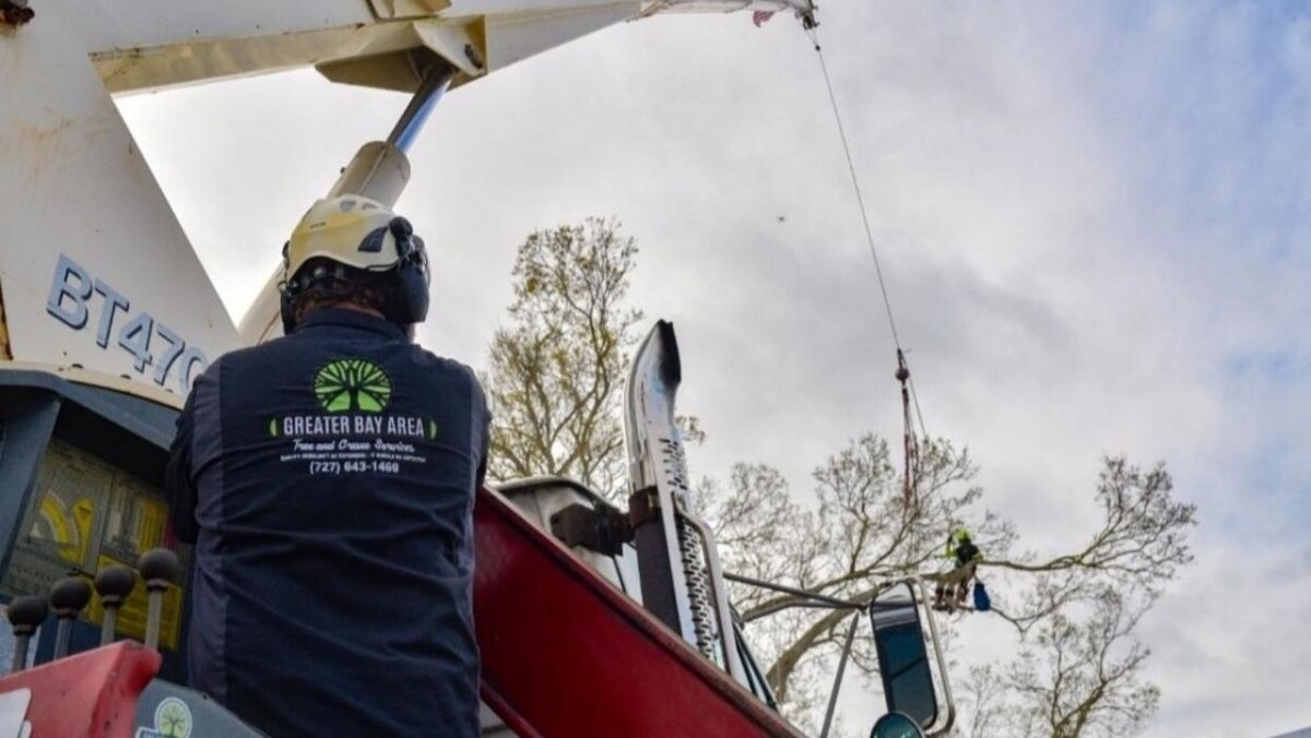Images Greater Bay Area Tree & Arborist Services