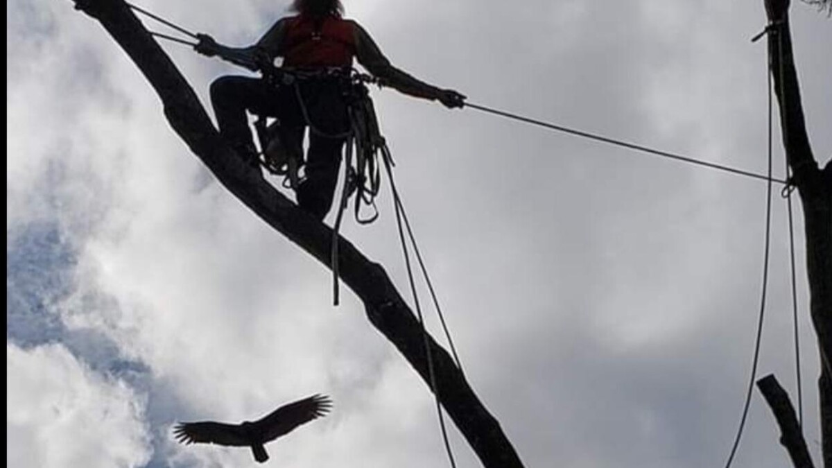 Images Greater Bay Area Tree & Arborist Services