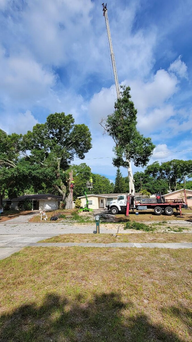 Images Greater Bay Area Tree & Arborist Services