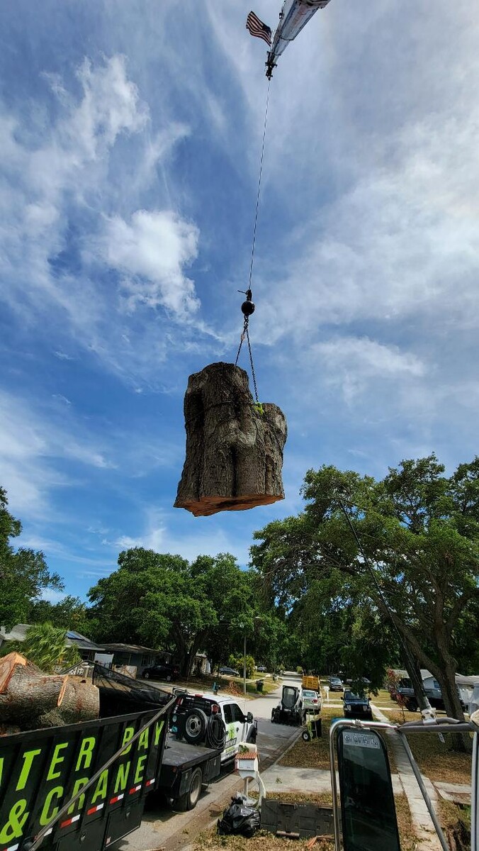 Images Greater Bay Area Tree & Arborist Services