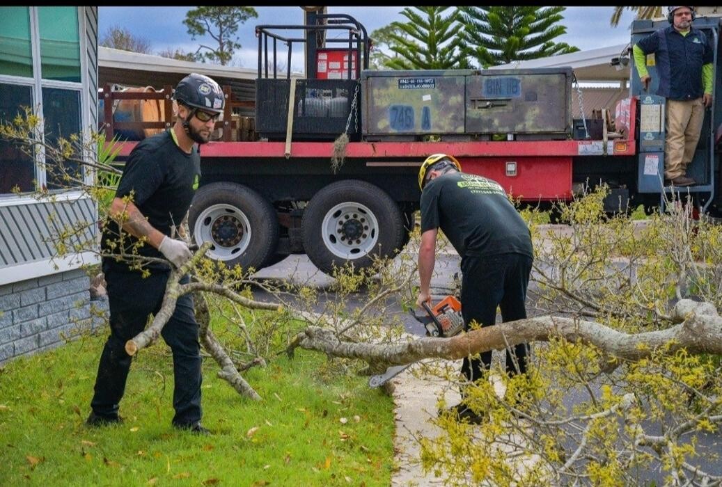 Images Greater Bay Area Tree & Arborist Services