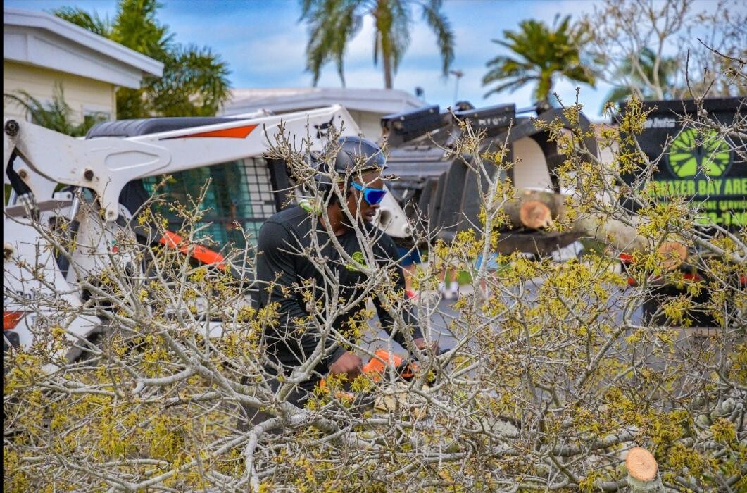 Images Greater Bay Area Tree & Arborist Services