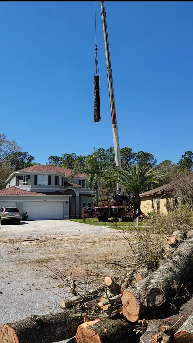 Images Greater Bay Area Tree & Arborist Services