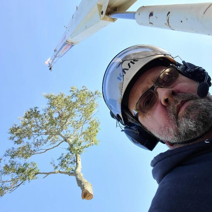 Images Greater Bay Area Tree & Arborist Services