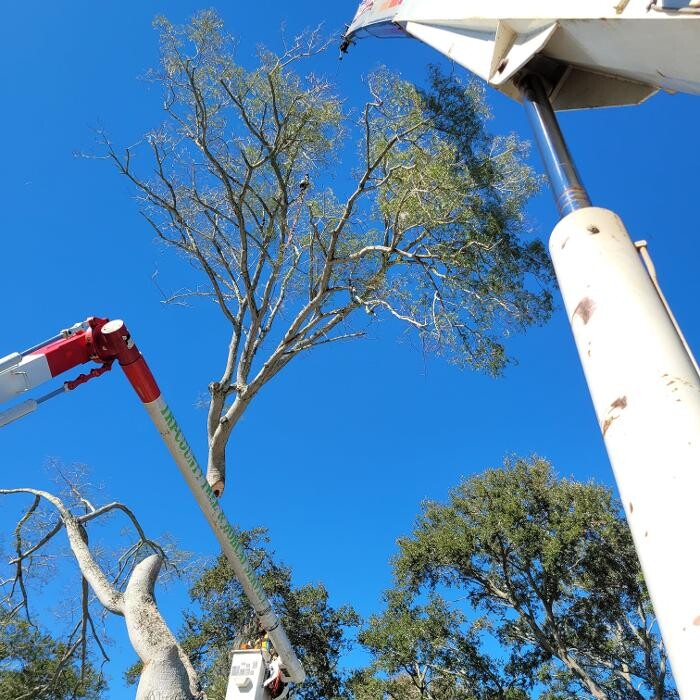 Images Greater Bay Area Tree & Arborist Services