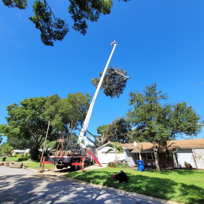 Images Greater Bay Area Tree & Arborist Services