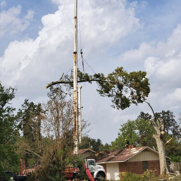 Images Greater Bay Area Tree & Arborist Services
