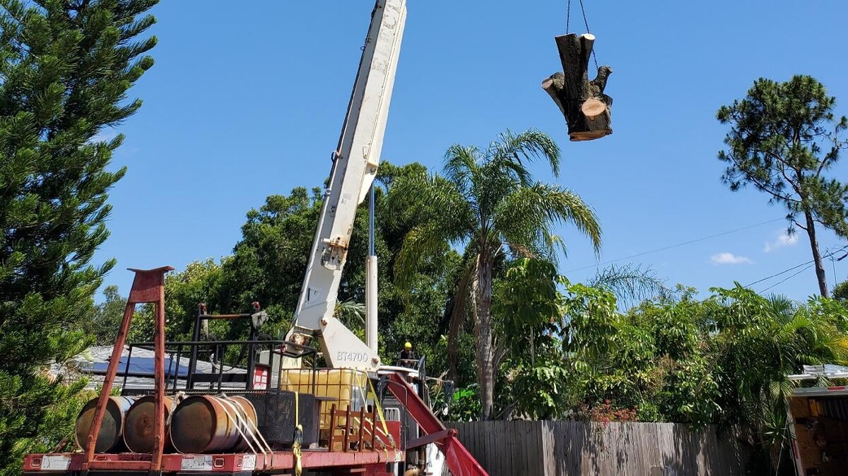 Images Greater Bay Area Tree & Arborist Services