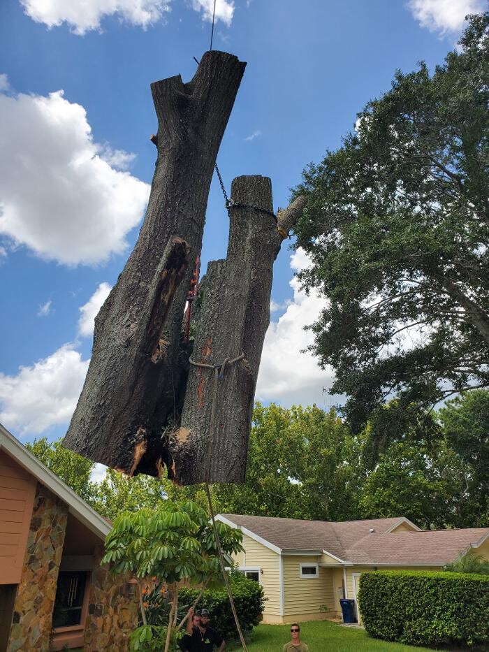 Images Greater Bay Area Tree & Arborist Services