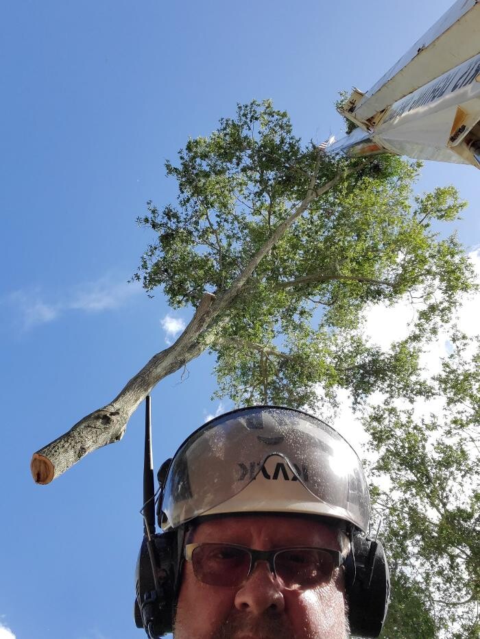 Images Greater Bay Area Tree & Arborist Services