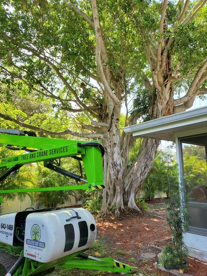 Images Greater Bay Area Tree & Arborist Services