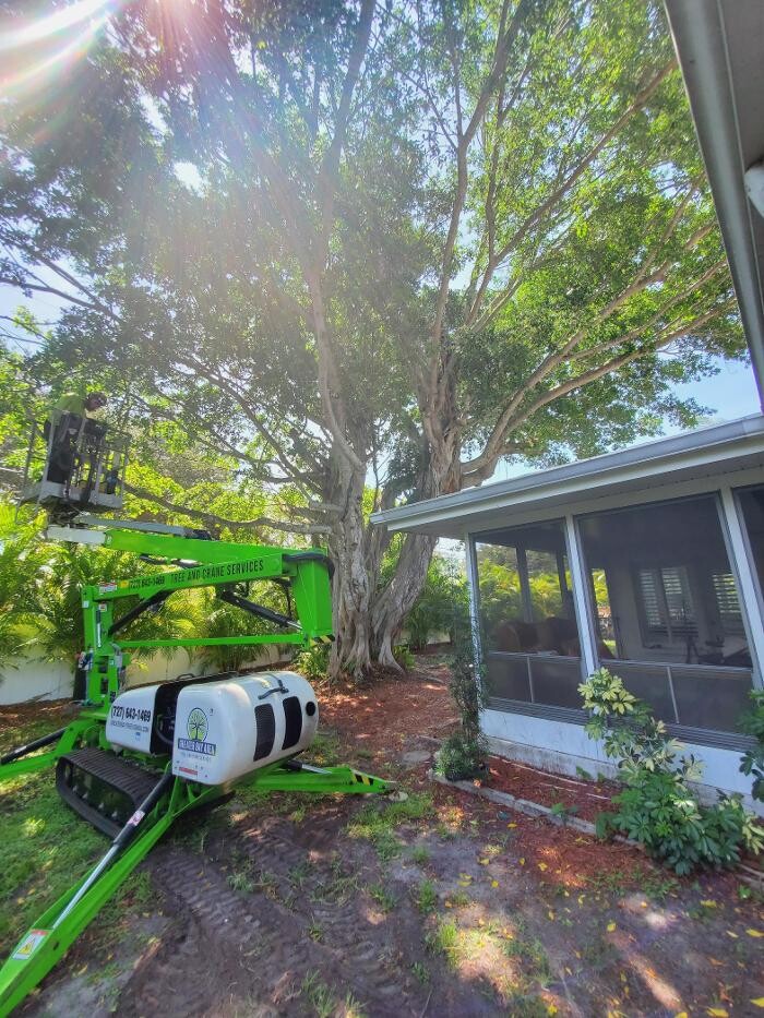 Images Greater Bay Area Tree & Arborist Services