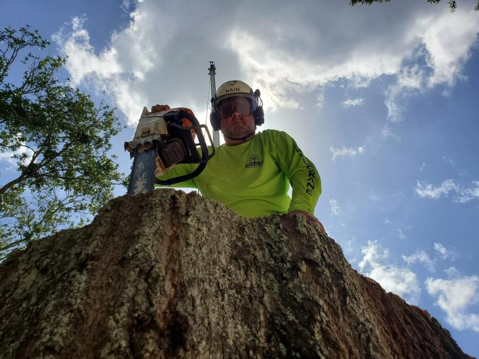 Images Greater Bay Area Tree & Arborist Services