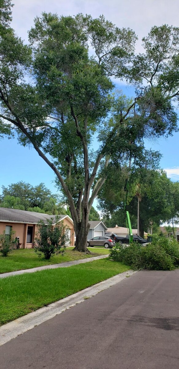 Images Greater Bay Area Tree & Arborist Services