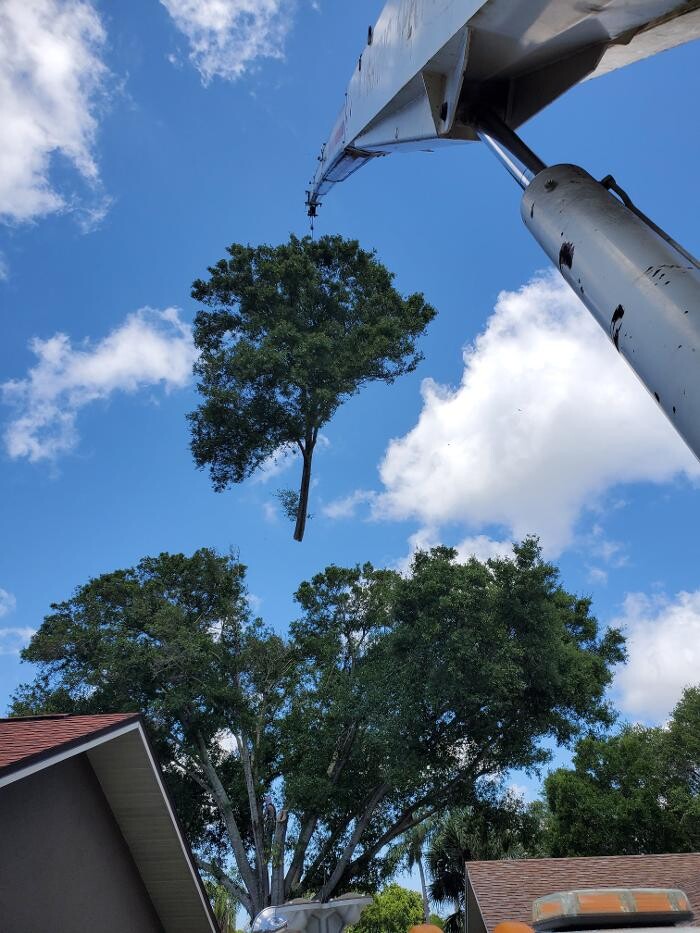 Images Greater Bay Area Tree & Arborist Services