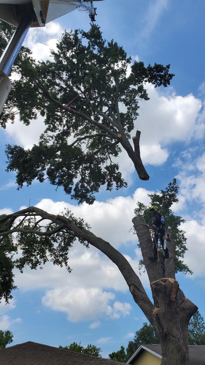 Images Greater Bay Area Tree & Arborist Services