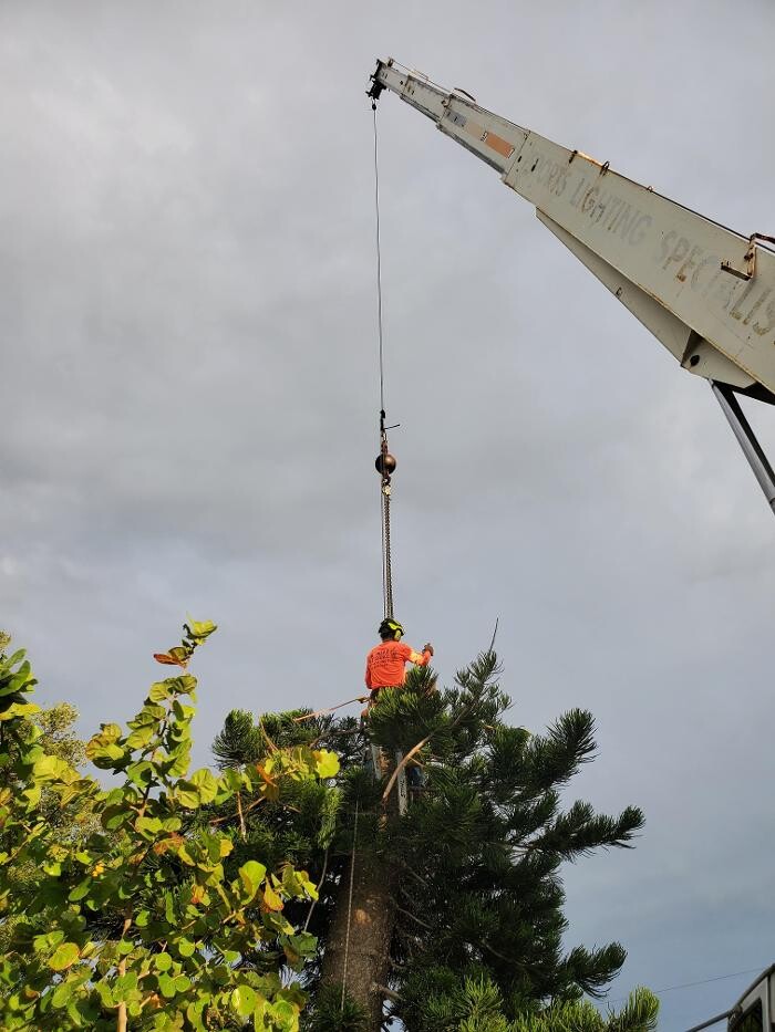 Images Greater Bay Area Tree & Arborist Services