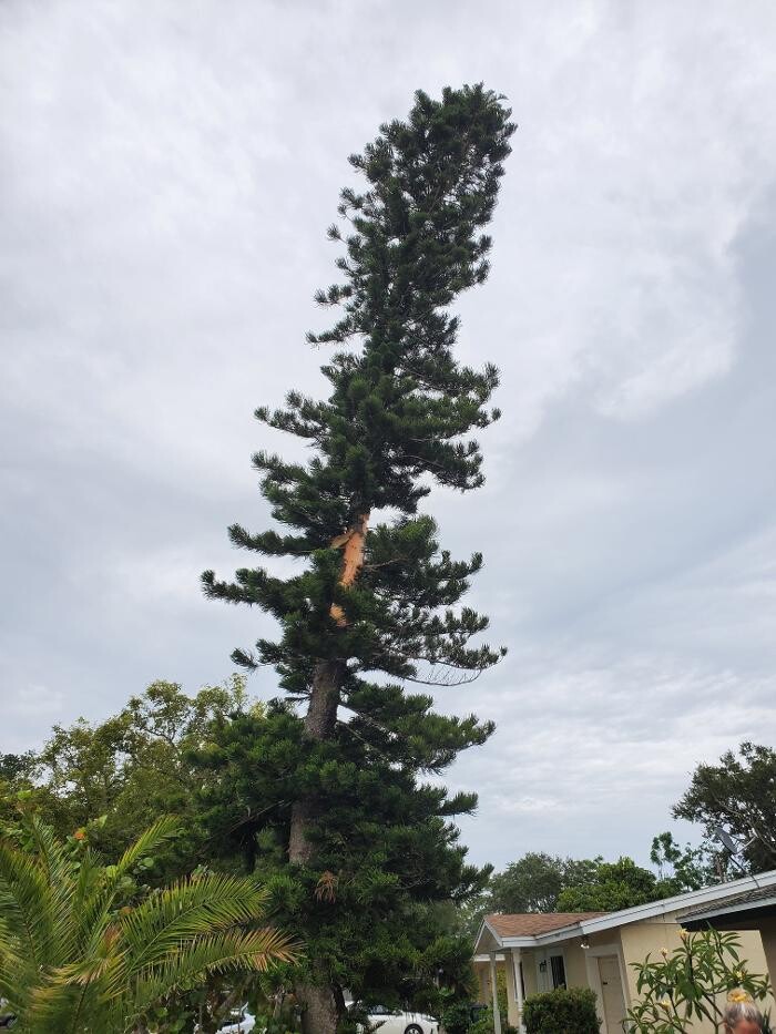 Images Greater Bay Area Tree & Arborist Services