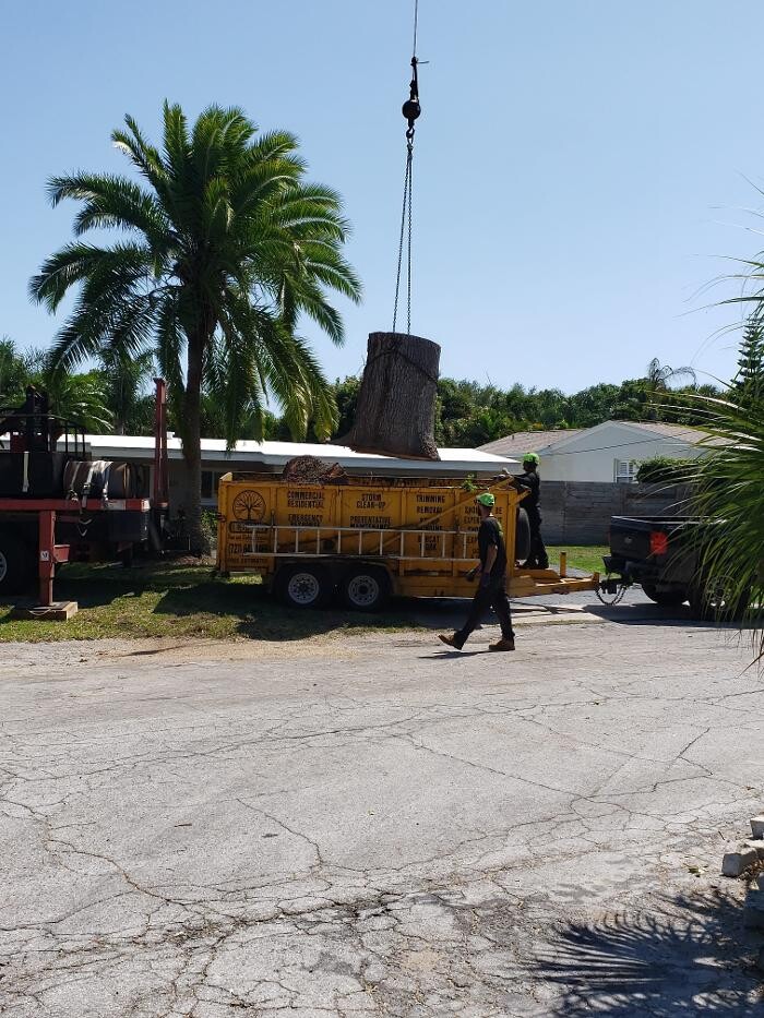 Images Greater Bay Area Tree & Arborist Services