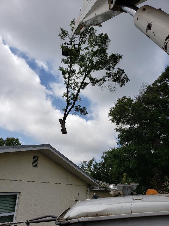Images Greater Bay Area Tree & Arborist Services