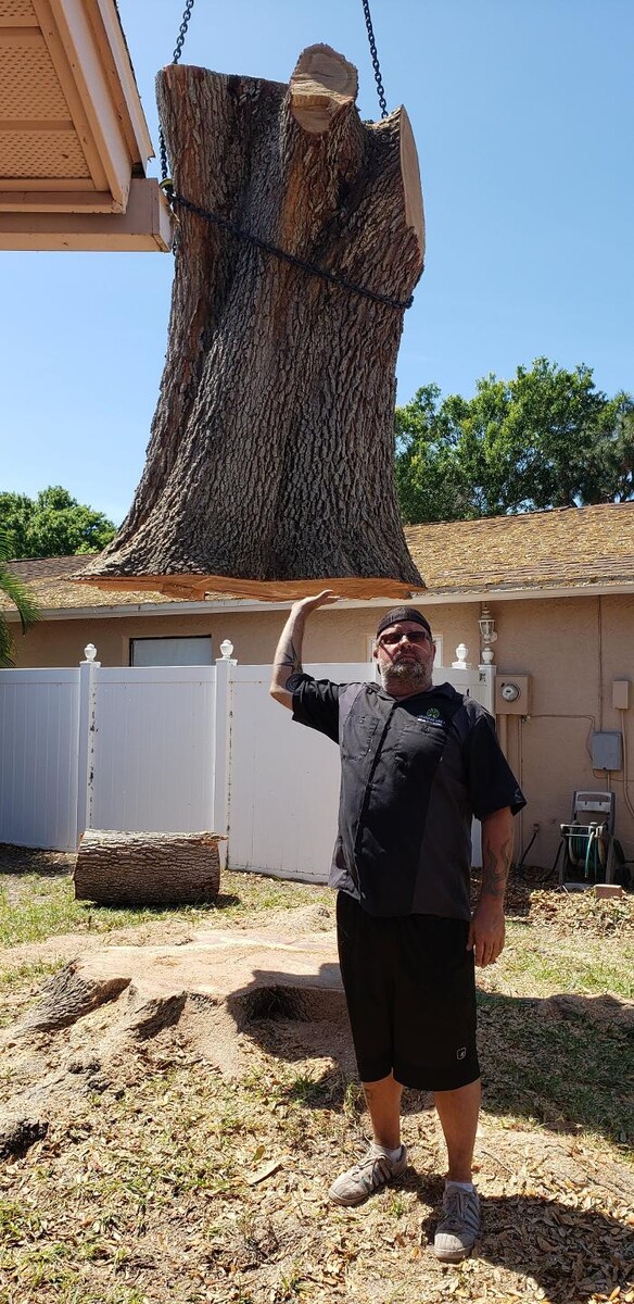 Images Greater Bay Area Tree & Arborist Services