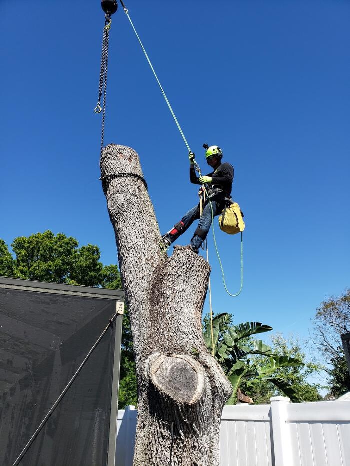 Images Greater Bay Area Tree & Arborist Services