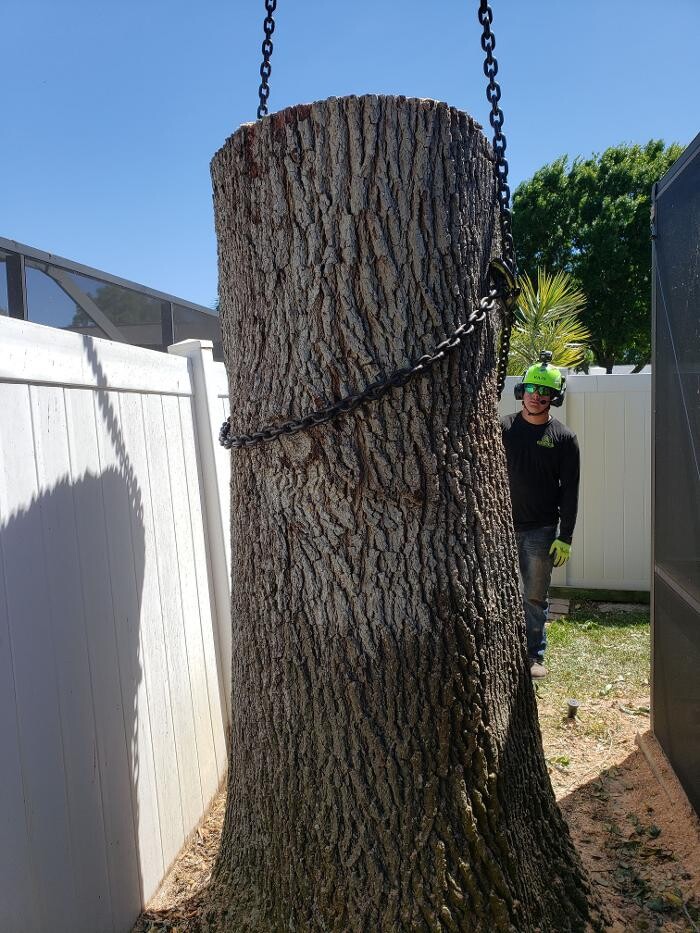 Images Greater Bay Area Tree & Arborist Services