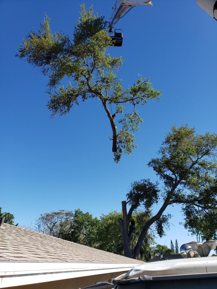 Images Greater Bay Area Tree & Arborist Services