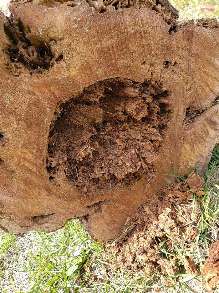 Images Greater Bay Area Tree & Arborist Services