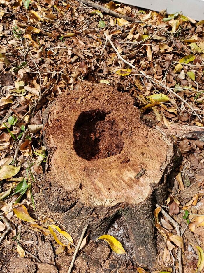 Images Greater Bay Area Tree & Arborist Services