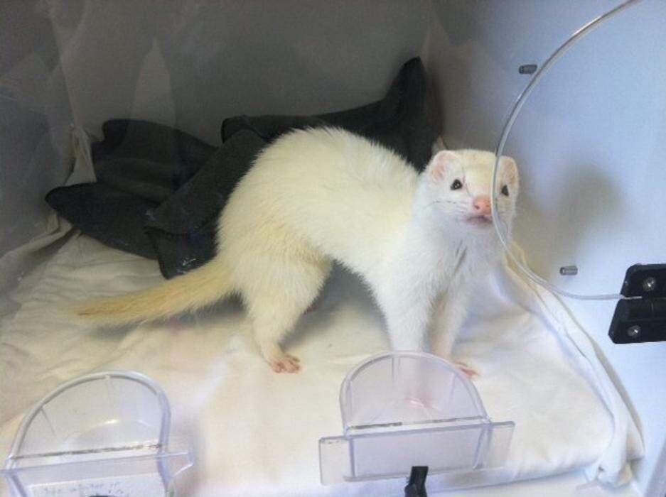 Images Animal and Avian Medical Center